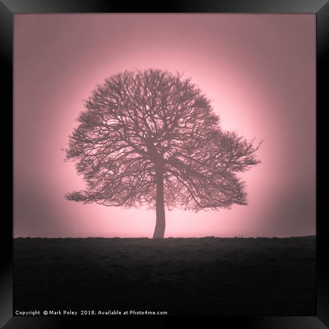 Winter tree emerging from dawn mist Framed Print by Mark Poley