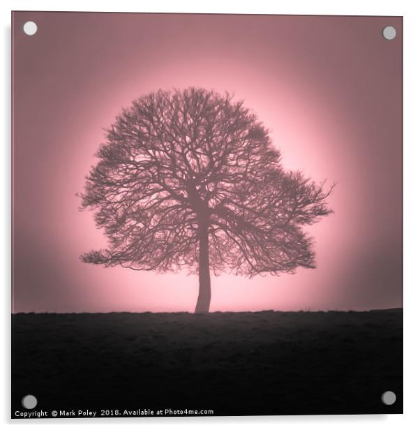 Winter tree emerging from dawn mist Acrylic by Mark Poley