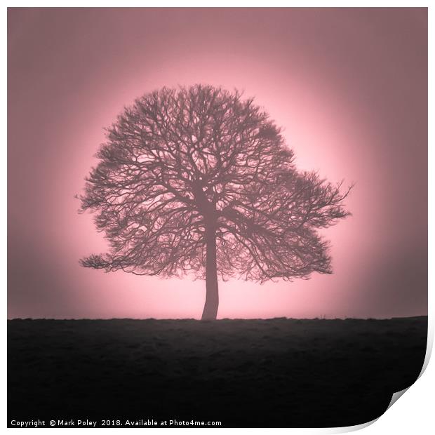 Winter tree emerging from dawn mist Print by Mark Poley