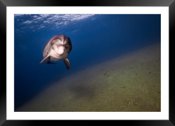 One Dolphin swimming in the Red Sea, Eilat Israel  Framed Mounted Print by yeshaya dinerstein