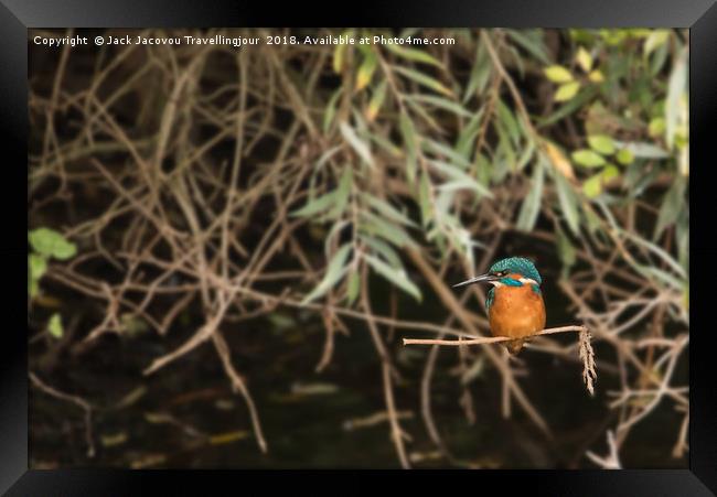 Posing Kingfisher Framed Print by Jack Jacovou Travellingjour