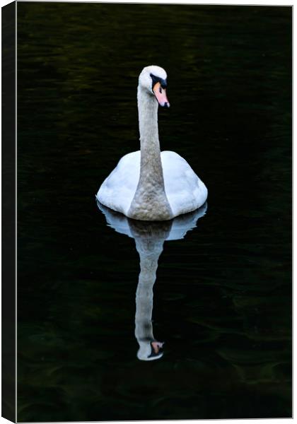 Graceful White Swan Canvas Print by Steve Purnell
