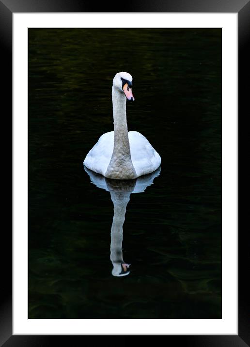 Graceful White Swan Framed Mounted Print by Steve Purnell