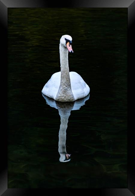 Graceful White Swan Framed Print by Steve Purnell
