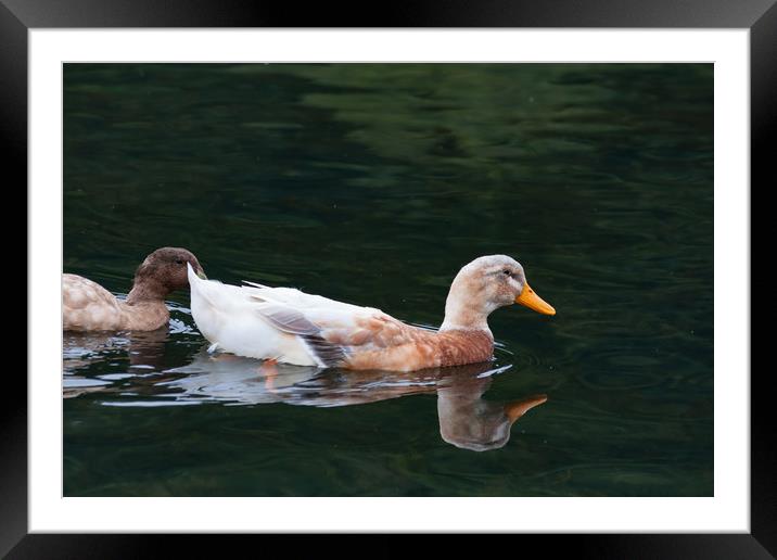 Leucistic Mallard Framed Mounted Print by Steve Purnell