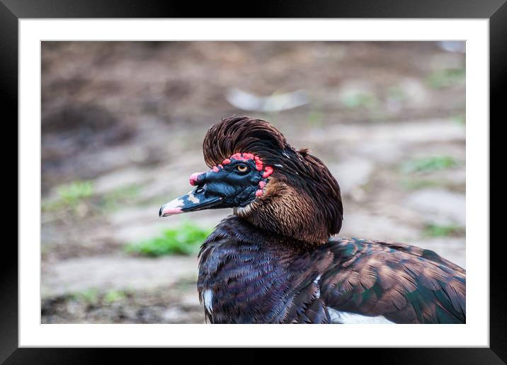 Muscovy Duck 1 Framed Mounted Print by Steve Purnell