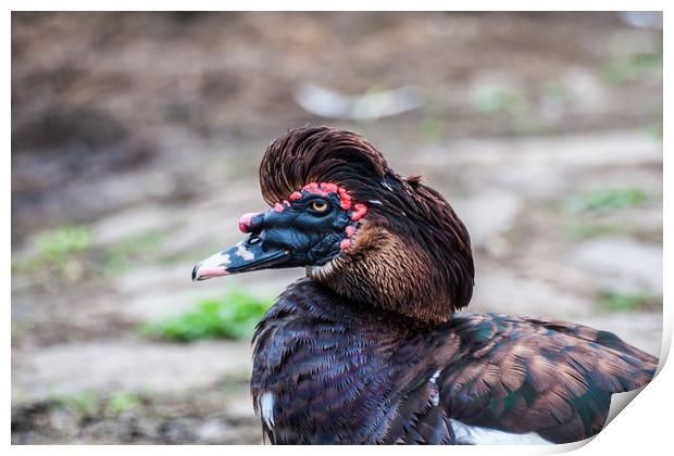 Muscovy Duck 1 Print by Steve Purnell
