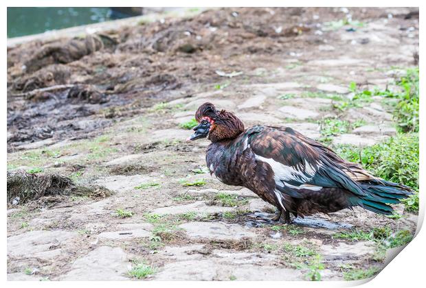 Muscovy Duck 2 Print by Steve Purnell