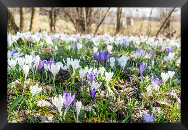 Crocuses on the field in winter Framed Print by Sergio Delle Vedove