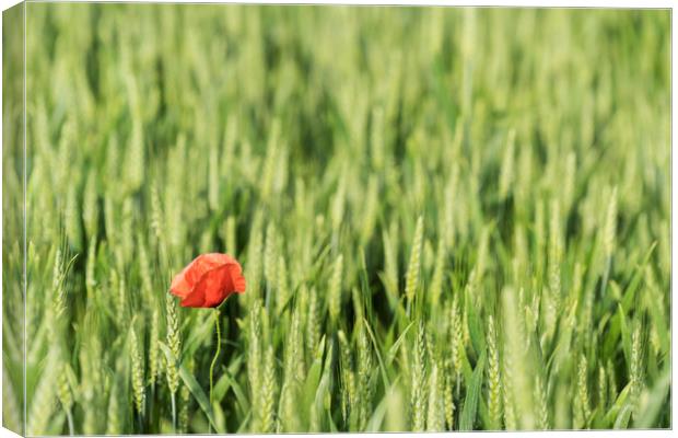 A poppy in the field Canvas Print by Sergio Delle Vedove