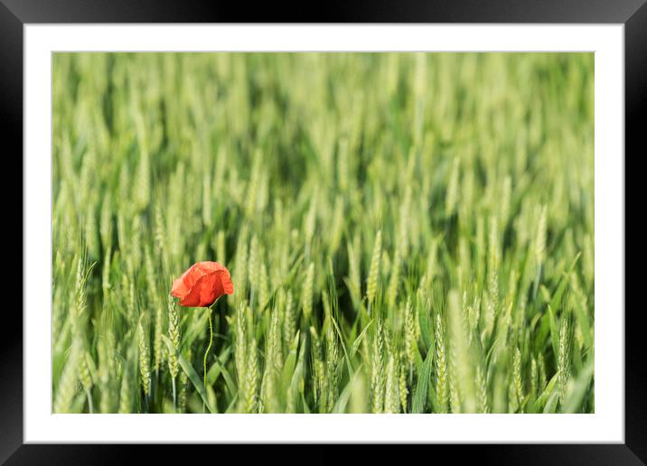 A poppy in the field Framed Mounted Print by Sergio Delle Vedove