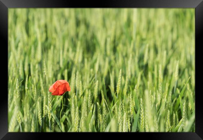 A poppy in the field Framed Print by Sergio Delle Vedove
