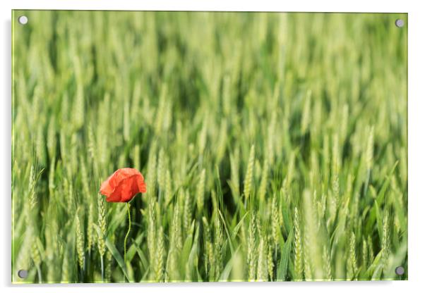 A poppy in the field Acrylic by Sergio Delle Vedove
