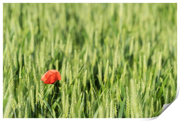 A poppy in the field Print by Sergio Delle Vedove