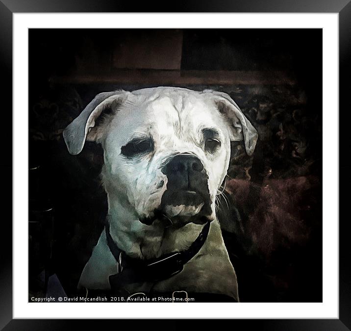 Boxer Dog Framed Mounted Print by David Mccandlish