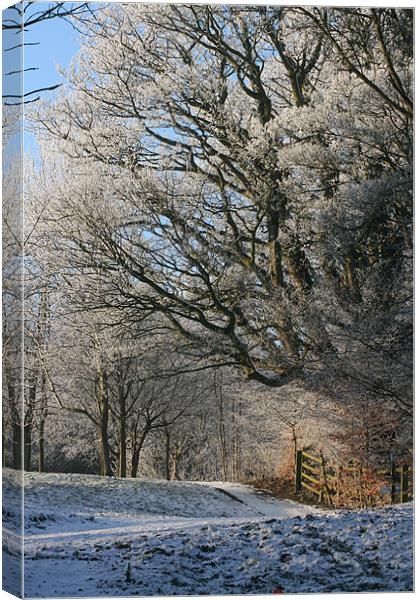 Winter Wonderland Canvas Print by pauline morris