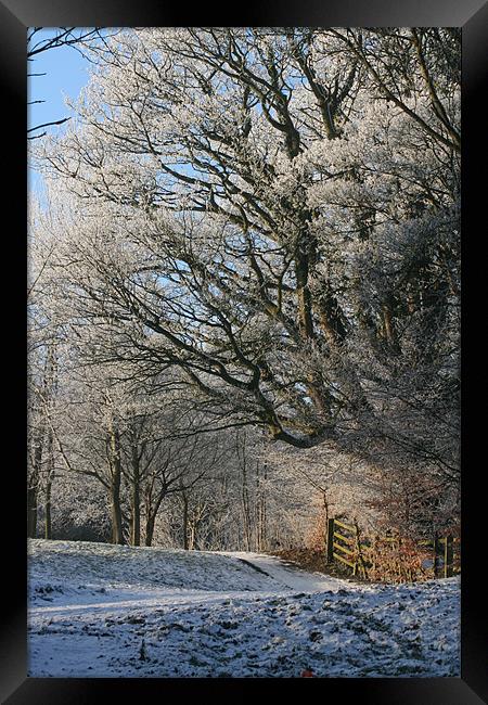 Winter Wonderland Framed Print by pauline morris