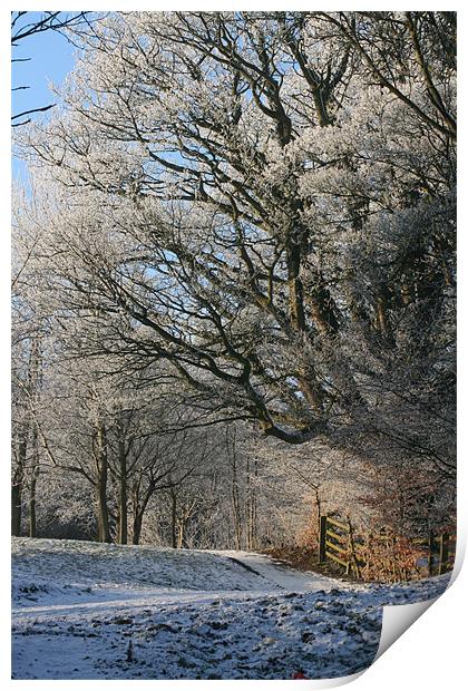 Winter Wonderland Print by pauline morris