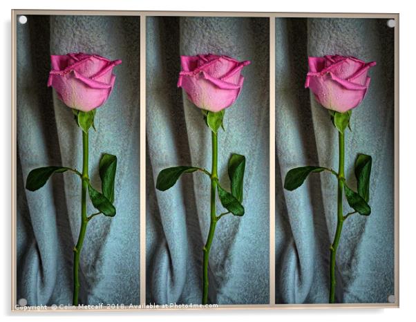 Dewed Rose Triptych Acrylic by Colin Metcalf
