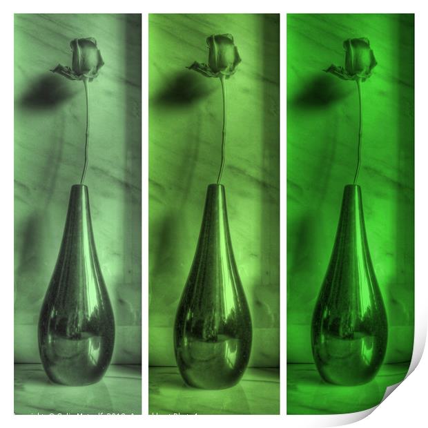 Rose Triptych in Green Print by Colin Metcalf