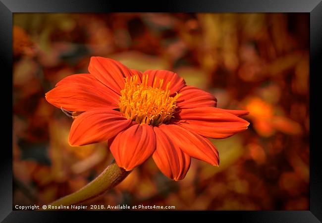 Mexican Sunflower with autumnal colored background Framed Print by Rosaline Napier