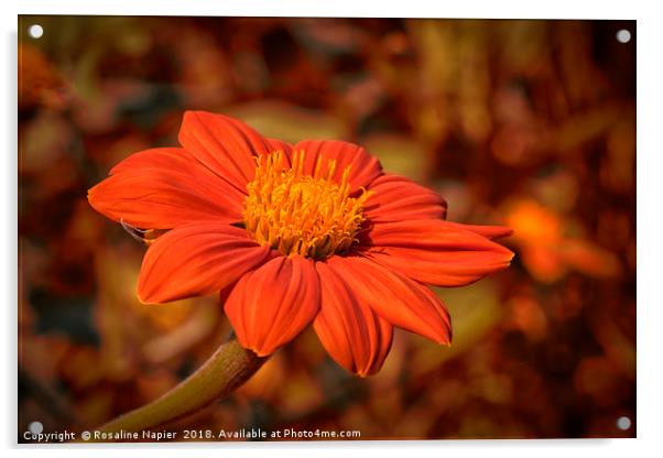 Mexican Sunflower with autumnal colored background Acrylic by Rosaline Napier