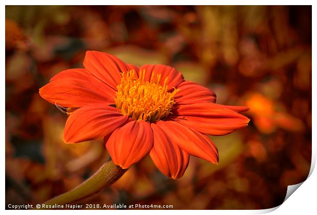Mexican Sunflower with autumnal colored background Print by Rosaline Napier