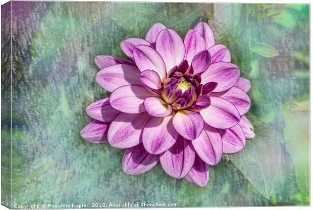 Pink dahlia with paint effect background Canvas Print by Rosaline Napier