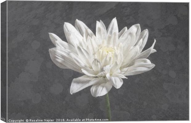 Textured white chrysanthemum Canvas Print by Rosaline Napier