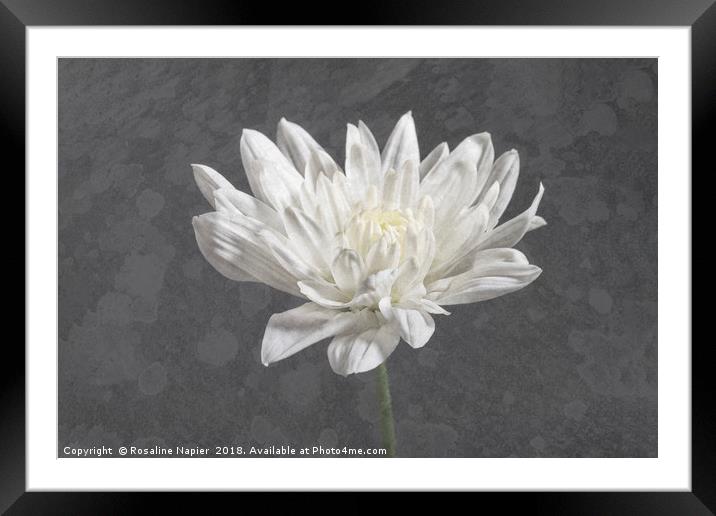 Textured white chrysanthemum Framed Mounted Print by Rosaline Napier