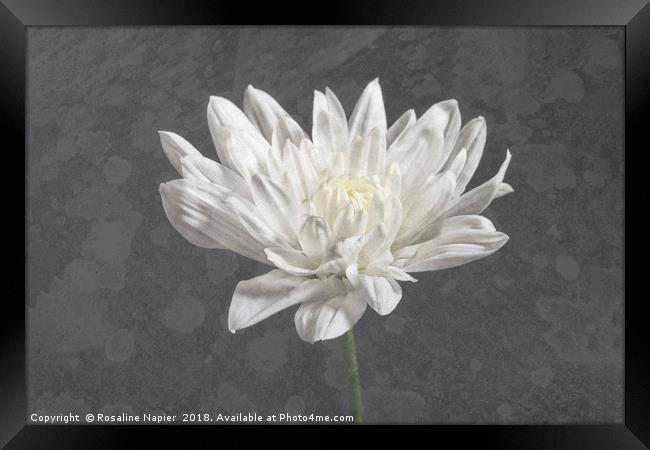 Textured white chrysanthemum Framed Print by Rosaline Napier