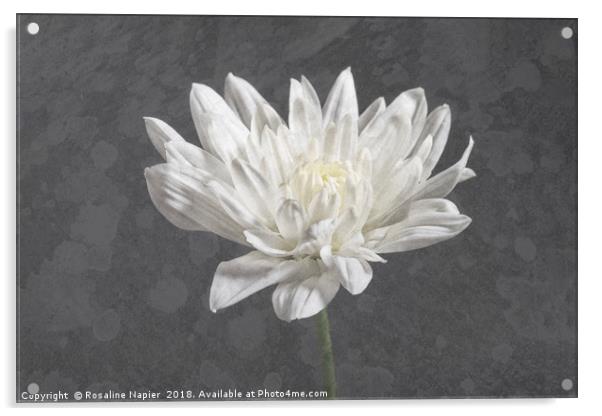 Textured white chrysanthemum Acrylic by Rosaline Napier