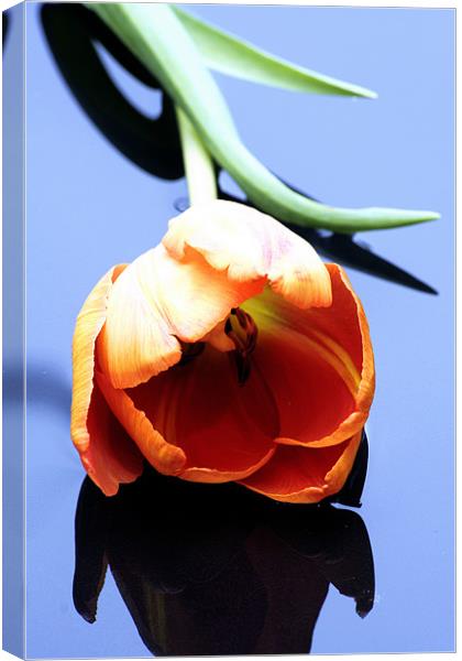 Orange tulip Canvas Print by Doug McRae