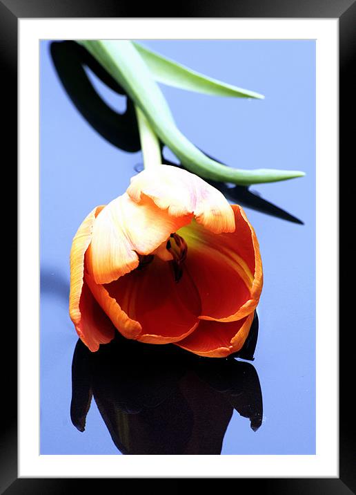 Orange tulip Framed Mounted Print by Doug McRae
