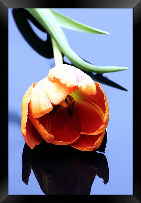 Orange tulip Framed Print by Doug McRae