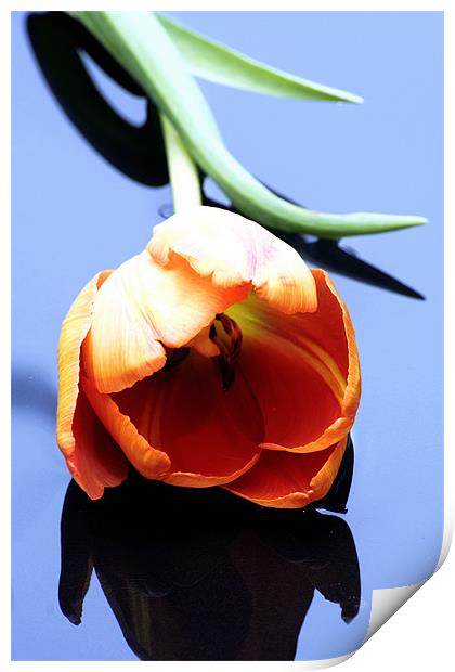 Orange tulip Print by Doug McRae