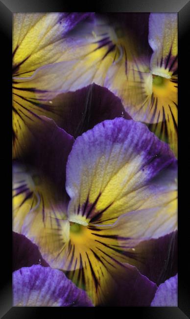 violas abstracted Framed Print by Heather Newton