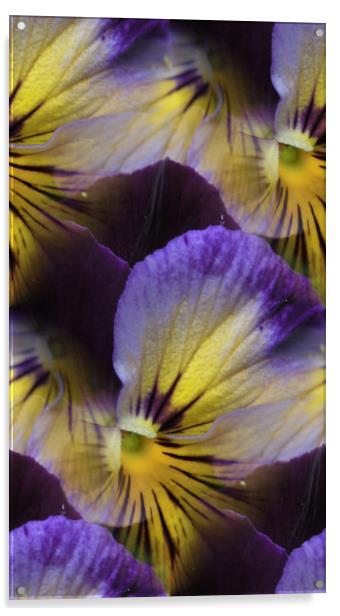 violas abstracted Acrylic by Heather Newton