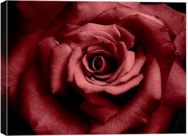 romantic raspberry rose Canvas Print by Heather Newton