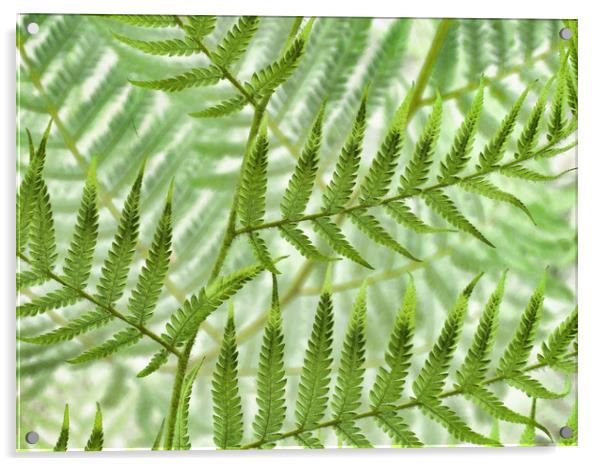 landscape of ferns Acrylic by Heather Newton