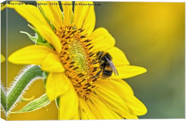 Bee on a Sunflower  Canvas Print by Will Badman