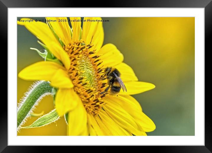 Bee on a Sunflower  Framed Mounted Print by Will Badman