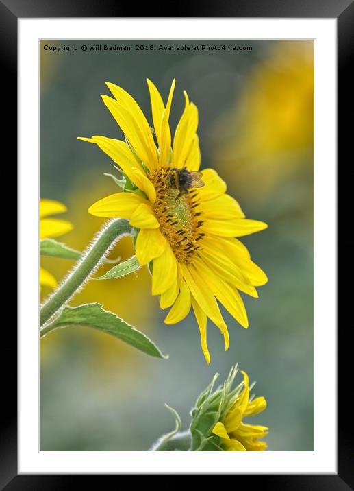 Bee on a Sunflower  Framed Mounted Print by Will Badman
