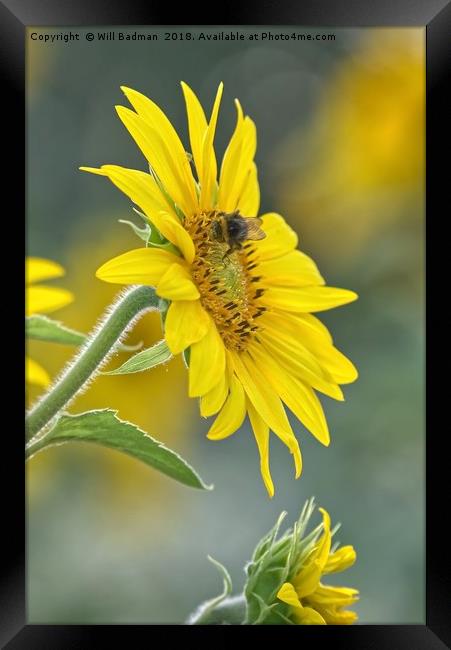 Bee on a Sunflower  Framed Print by Will Badman