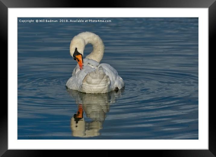 Swan on the Lake at Burnham on Sea  Framed Mounted Print by Will Badman