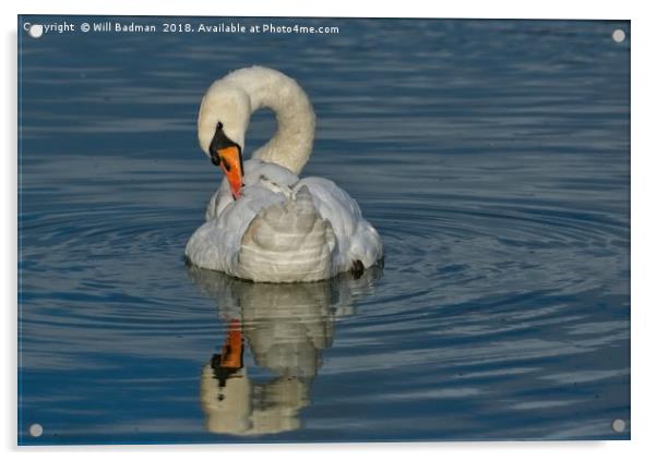Swan on the Lake at Burnham on Sea  Acrylic by Will Badman