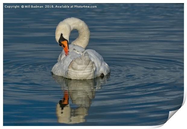 Swan on the Lake at Burnham on Sea  Print by Will Badman