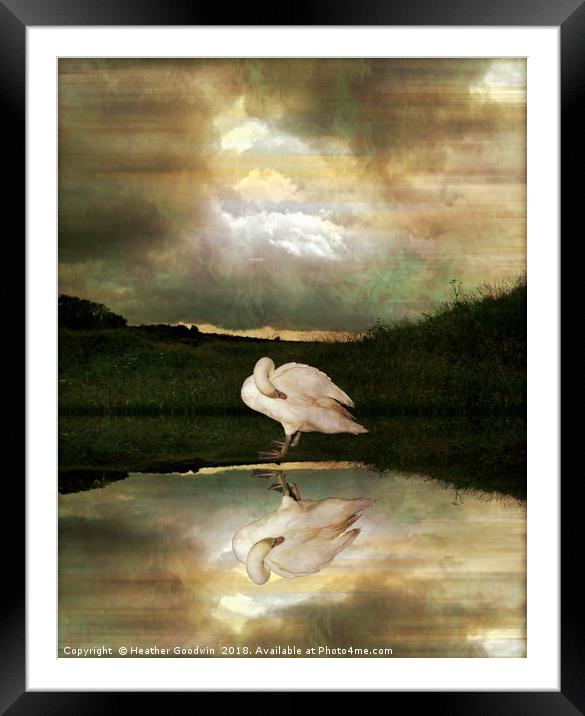 Swan Song Framed Mounted Print by Heather Goodwin