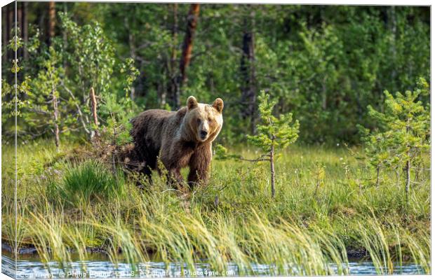Brown Bear in the Forest Canvas Print by Philip Pound
