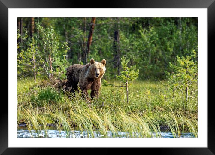 Brown Bear in the Forest Framed Mounted Print by Philip Pound